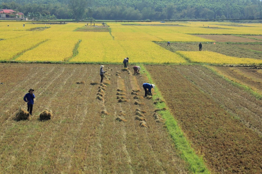 01-Harvesting the rice.jpg - Harvesting the rice